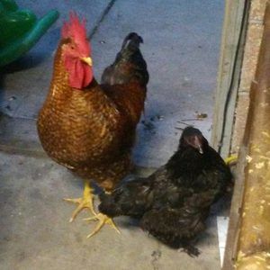 Meet your Posher, Eddie